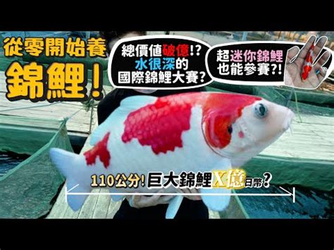 龍錦魚